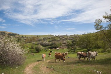 Campo Imperatore, Abruzzo, İtalya yakınlarında otlayan ineklerle dolu Bukolik bir arazi.