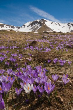 Crocus vernus çiçekli vahşi italyan dağları
