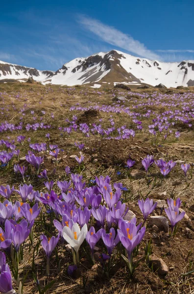 Wild Italian Mountains Flowering Crocus Vernus — Stock Photo, Image