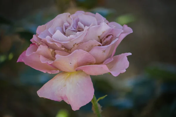 Macro Rosa Rosa Con Gotas Lluvia Jardín Primavera — Foto de Stock