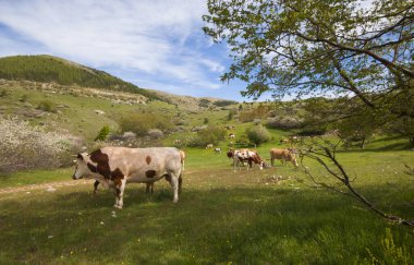 Abruzzo 'da Campo Imperatore yakınlarında yeşil bir çayırda otlayan inekler.