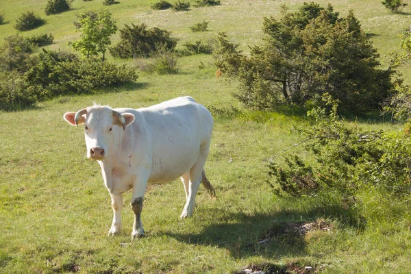 Dağdaki Yeşil Bir Çiftlikteki Beyaz Inek Portresi — Stok fotoğraf