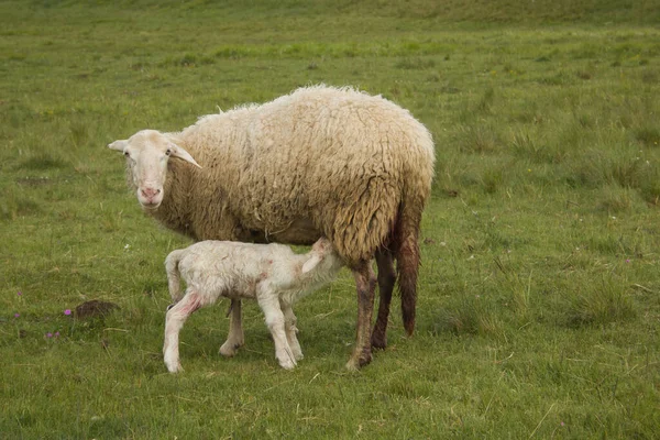 Portrait Female Sheep Lush Green Field Her Newborn Lamb Suckling — Stock Photo, Image