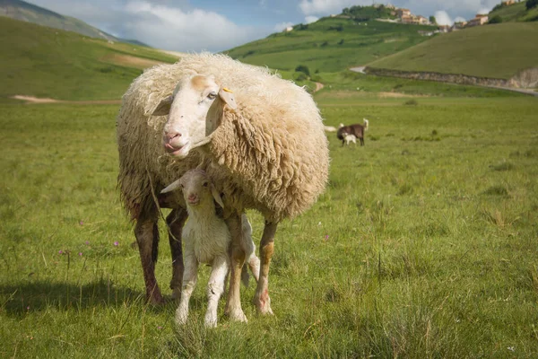 Funny Animals Portrait Sheep Sticking Its Tongue — Stock Photo, Image