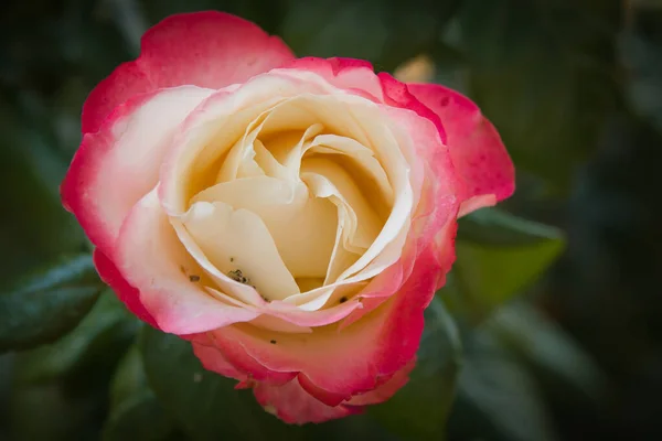 Macro Rosa Rosa Blanca Jardín — Foto de Stock