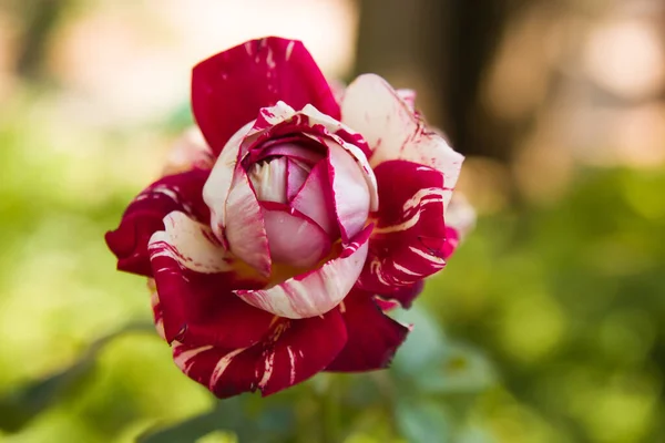 Primer Plano Rosa Matizada Jardín — Foto de Stock
