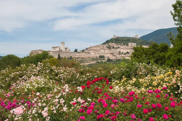 Panoramautsikt Över Assisi Fredens Stad Med Vackra Rosor Umbrien Italien — Stockfoto