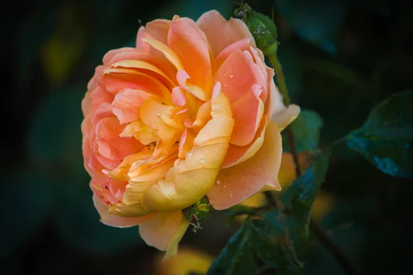 Hermosa Rosa Naranja Jardín Rosas — Foto de Stock