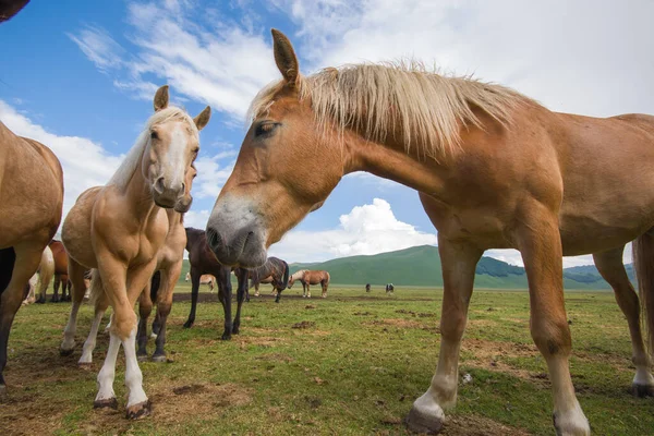 Cavalli Selvatici Nel Pian Grande Castelluccio Norcia Parco Nazionale Dei — Foto Stock