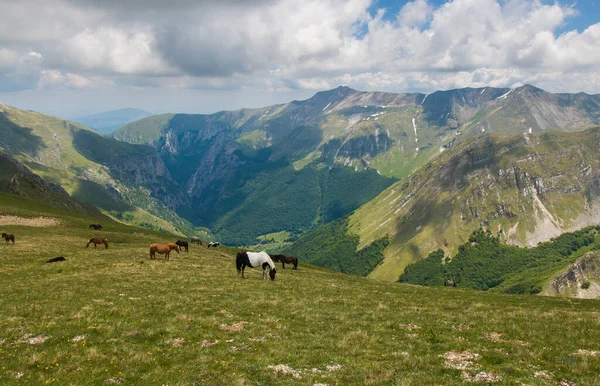 Pohled Divoké Koně Pasoucí Vysokých Horách Střední Itálii — Stock fotografie