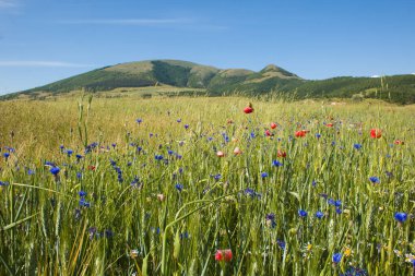 Umbria 'daki Annifo dağ köyü yakınlarındaki buğday tarlasının panoramik manzarası. 