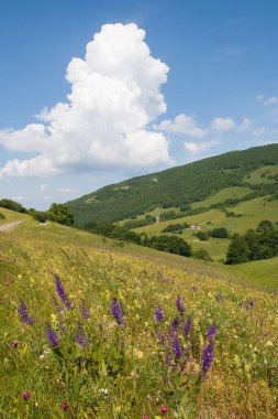 Valsorda Dağı, Umbria 'da menekşe, yabani çiçekler ve kümülonimbus manzarası