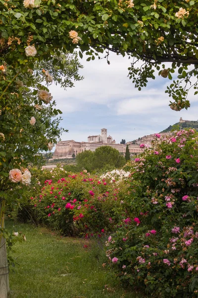 Geweldig Uitzicht Assisi Omlijst Door Engelse Rozen Umbrië — Stockfoto