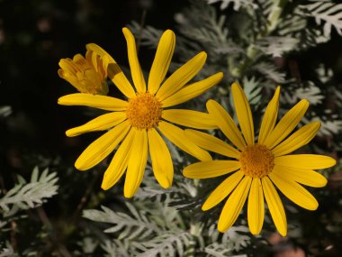 Euryops pectinatus 'a yakın, narin, ince kesilmiş gri-yeşil yapraklı parlak sarı papatya benzeri bir çiçek. Güneş ışığında bol bol çiçek açar, bahçelere neşeli ve canlı bir dokunuş ekler. 
