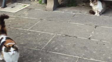 Vitorchiano, Lazio 'nun ortaçağ kalbinde dinlenen ve antik taş duvarlarla çevrili iki çarpıcı uzun saçlı avrupalı kedi.