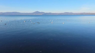 İtalya, Bracciano Gölü 'nün Sakin Mavi Su ve Dağları Üzerinde Yüzen Martılarla Manzarası