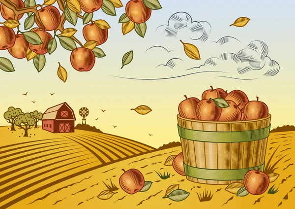 Apple harvest landscape — Stock Vector
