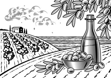 Zeytin hasat manzara siyah ve beyaz