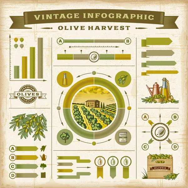 Ensemble infographique de récolte d'olives vintage — Image vectorielle