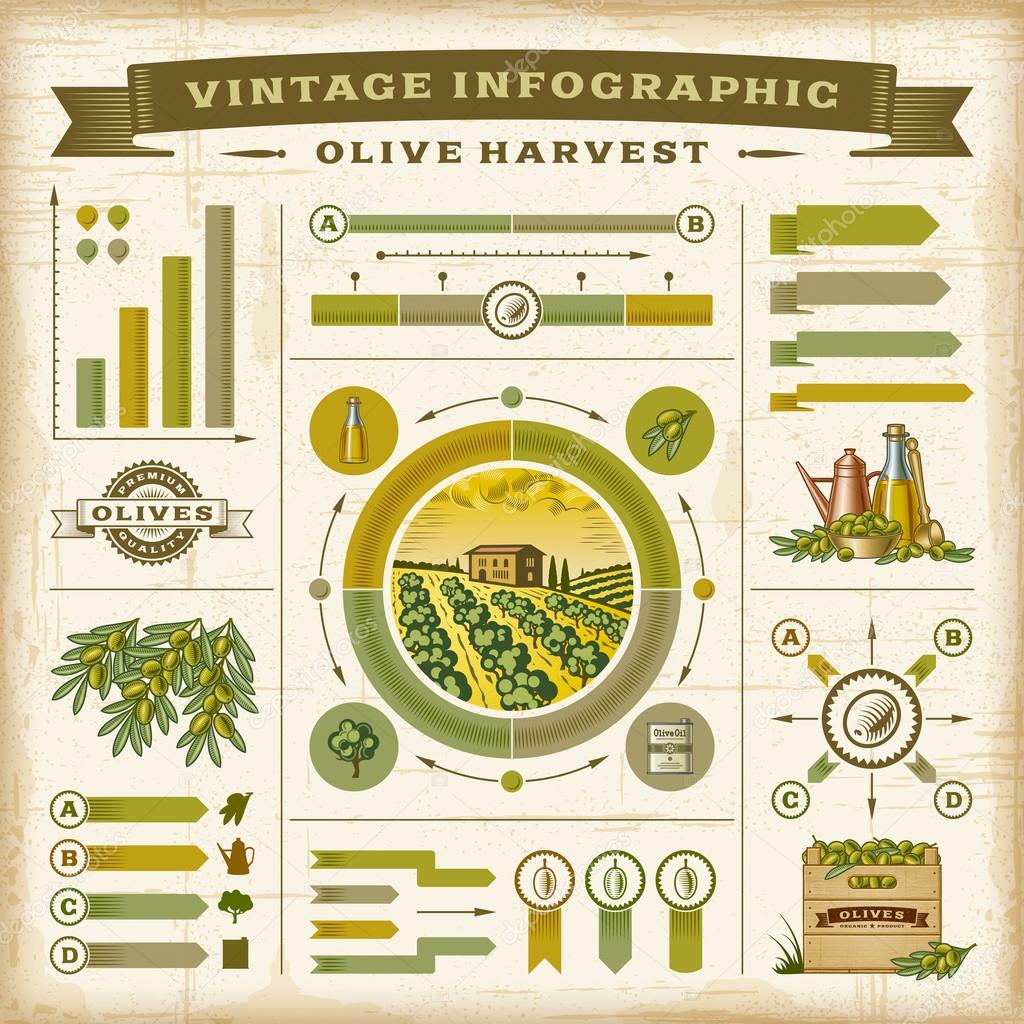 Vintage olive harvest infographic set