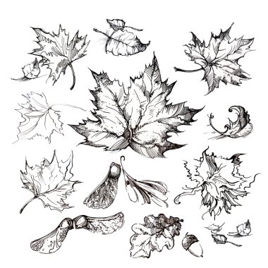 Beyaz sırt üstü çizili farklı sonbahar yaprakları izole el kümesi