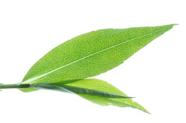 yeşil yaprak beyaz üzerinde izole