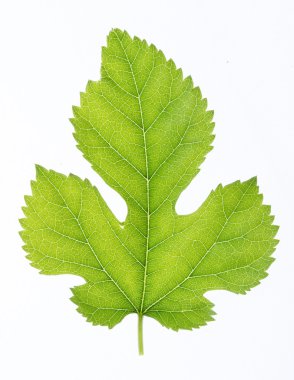 yeşil yaprak beyaz üzerinde izole