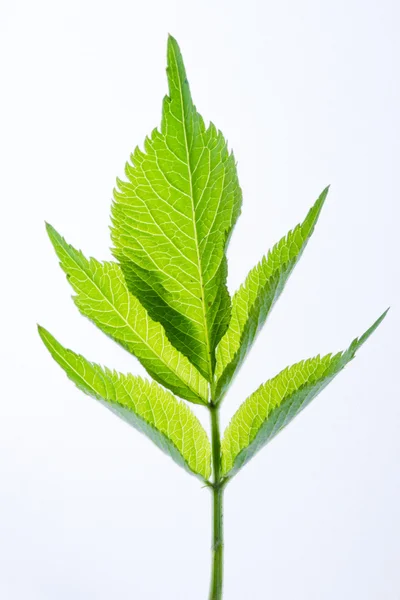 Πράσινο φύλλο απομονωμένο σε λευκό — Φωτογραφία Αρχείου