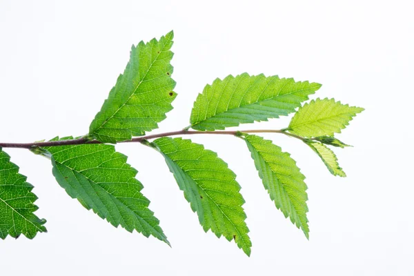 Hoja verde aislada sobre blanco —  Fotos de Stock