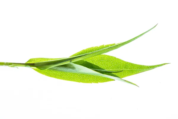 Green leaf isolated on white — Stock Photo, Image
