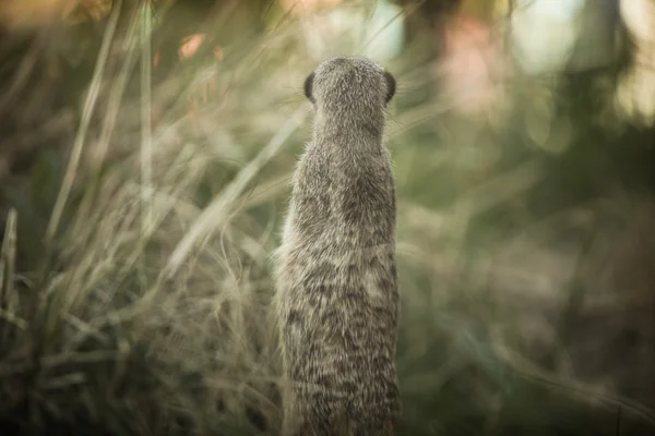 Steppe marmot (Marmota bobak) — Stock Photo, Image