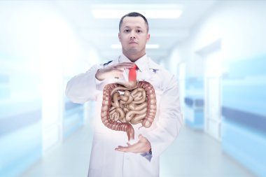 Doctor with stethoscope and digestive system on the hands in a hospital. High resolution. clipart