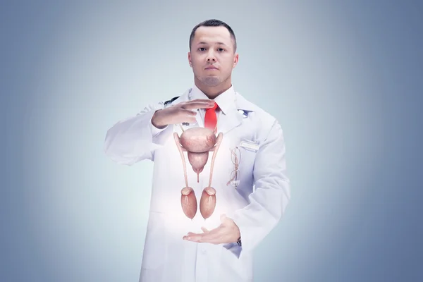 Doutor com estetoscópio e sistema reprodutivo masculino nas mãos. Alta resolução . — Fotografia de Stock