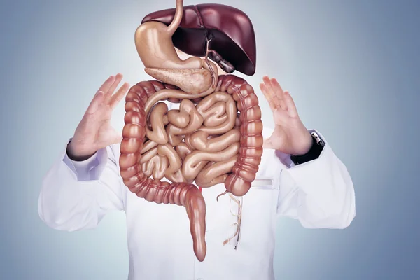 Доктор со стетоскопом и пищеварительной системой на руках. Высокое разрешение . — стоковое фото