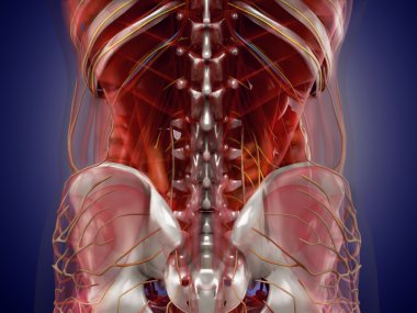 X-Ray görünümünde insan organlarının anatomisi. Yüksek çözünürlük.