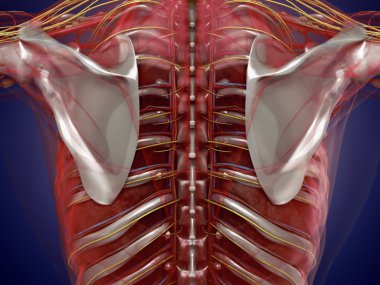X-Ray görünümünde insan organlarının anatomisi. Yüksek çözünürlük.