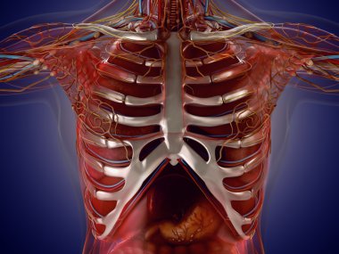 X-Ray görünümünde insan organlarının anatomisi. Yüksek çözünürlük.