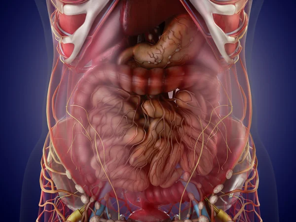 Anatomia narządów ludzkich w widoku rentgenowskim. Wysoka rozdzielczość. — Zdjęcie stockowe