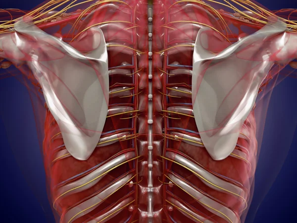 Anatomía de órganos humanos en vista de rayos X. Alta resolución . —  Fotos de Stock