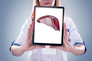 Doktor tutan insan organları (karaciğer) ve tablet, gri arka plan.