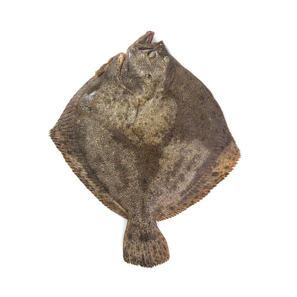 Fresh kalkan fish isolated on white backgroundPredatory ancient fish