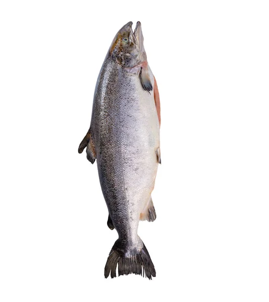 Kırmızı Balık Somonlu Çiğ Somon Balığı Beyaz Arka Planda Izole — Stok fotoğraf
