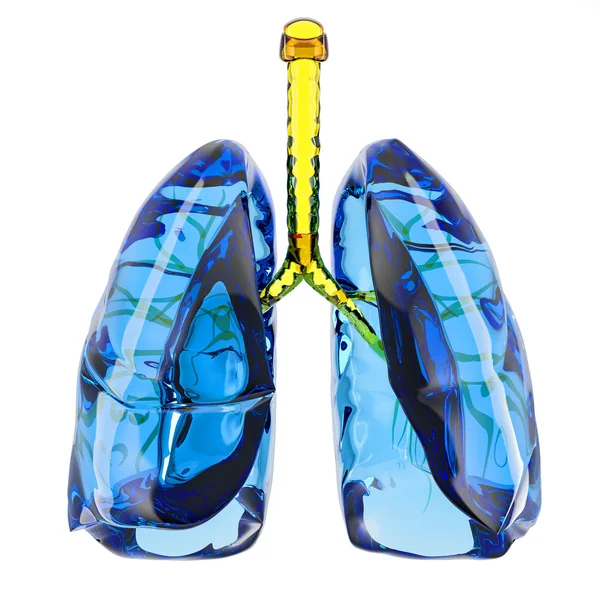 Pulmones humanos aislados . — Foto de Stock