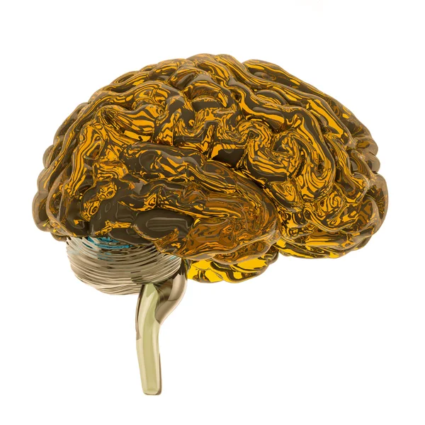 Human brains isolated. — Stock Photo, Image