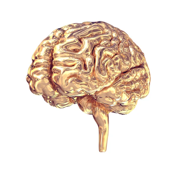 Gouden hersenen op witte achtergrond. — Stockfoto