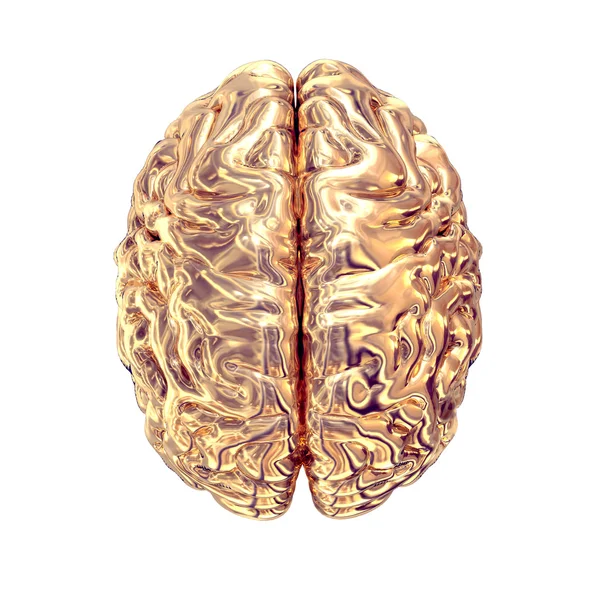 Golden brains on white background. — Stock Photo, Image