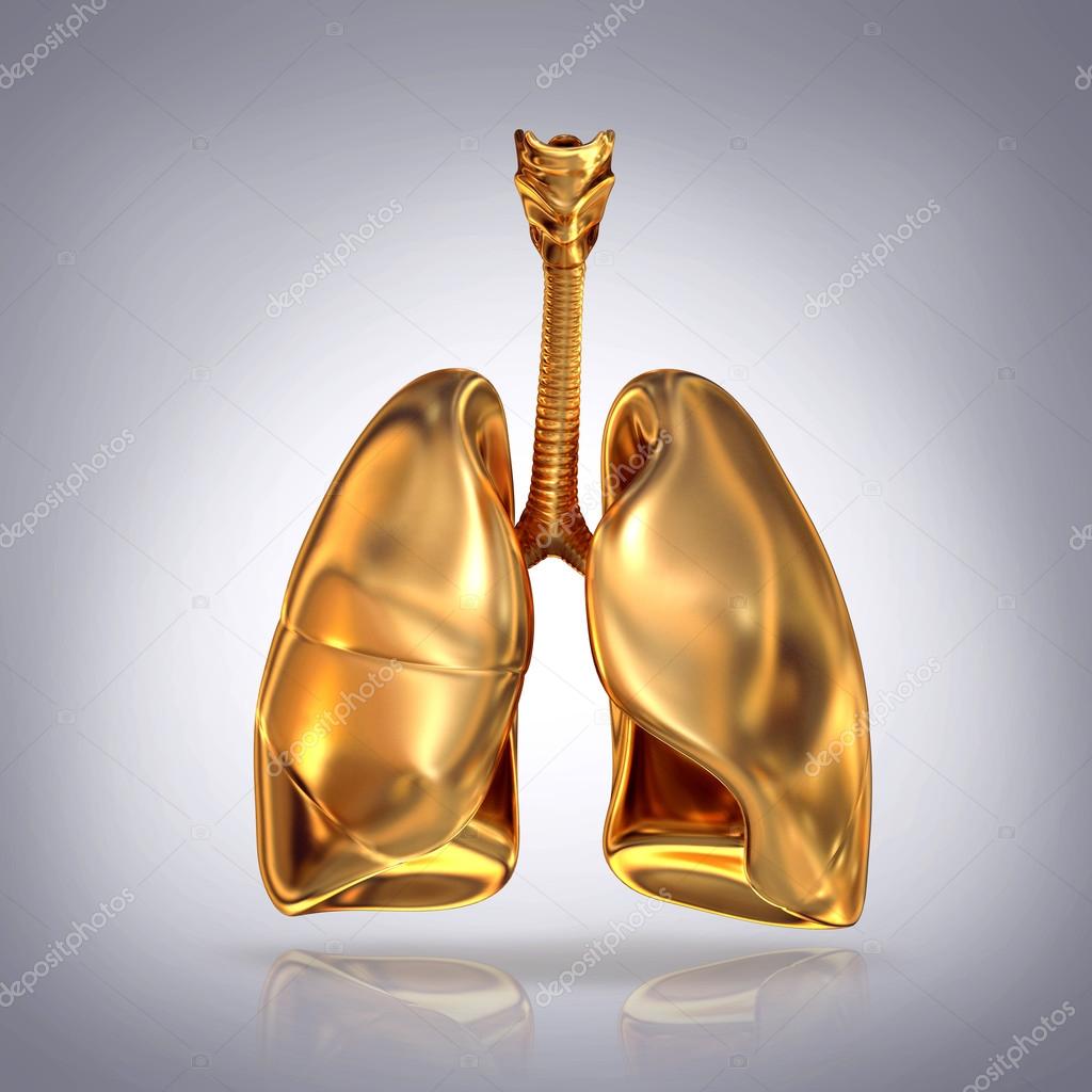 Golden lungs on grey background.