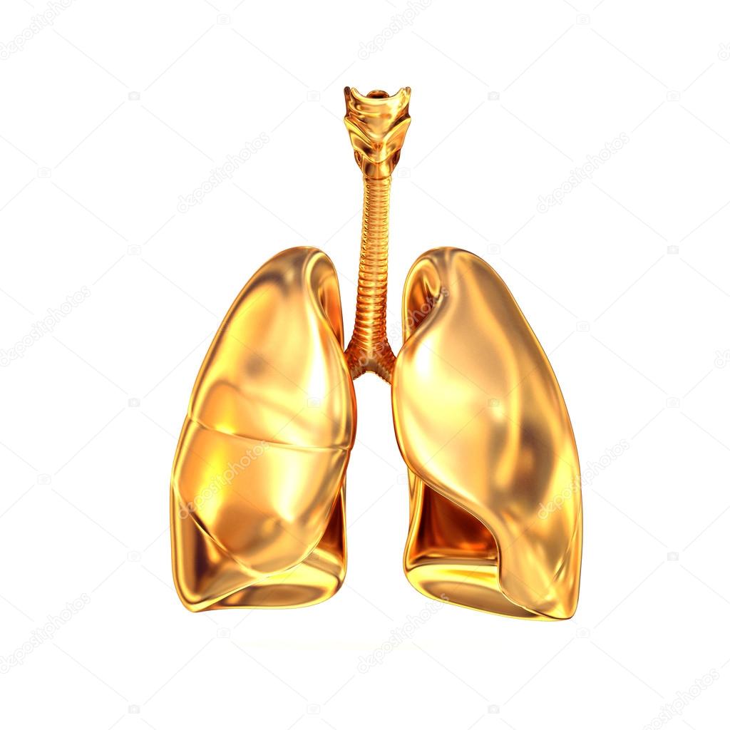 Golden lungs on white  background.