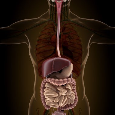 X-ışını görünümünde insan organlarını anatomisi