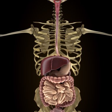 X-ışını görünümünde insan organlarını anatomisi